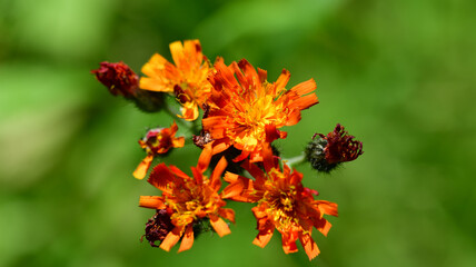 Oranges Habichtskraut