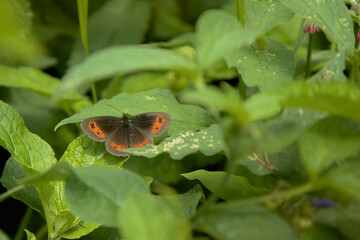 Butterfly on a green leaf in the garden