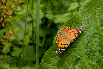 A butterfly sits on a large green leaf