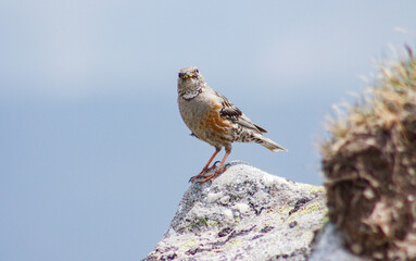 Alpine Accentor sitting on stone in natural habitat