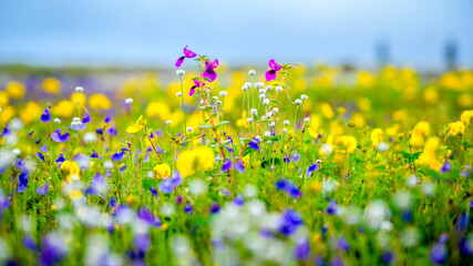 Kas pathar, plateau. In monsoon, these colorful flowers only blossom once in a year in soil gathered in rocks of a mountain after monsoon is over. Satara near Pune, Maharashtra, India.