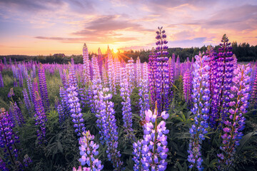 Summer landscape with violet flowers - obrazy, fototapety, plakaty