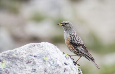 Alpine Accentor sitting on stone in natural habitat