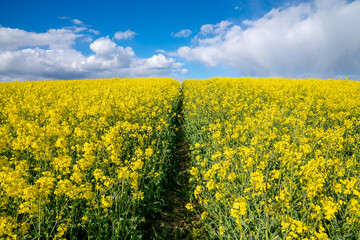 Obraz premium Rapeseed field in blossom