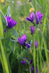 Fleurs des  champs en montagne