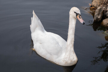 A snow-white swan swims in the water. Close view. A piece of stone shore is visible
