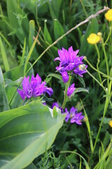 Fleurs des  champs en montagne