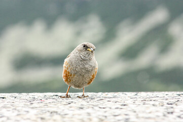 Alpine Accentor sitting on stone in natural habitat
