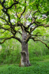 Tall green oak with lush foliage