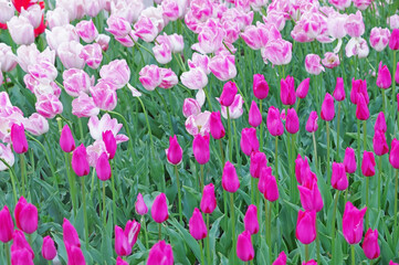 multicolored tulips on flowerbed