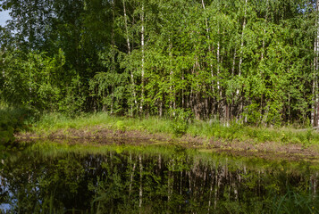 Natural composition, sunny forest, summer landscape. Travels.