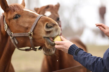 Hand-feeding a horse with a ripe organic Apple
