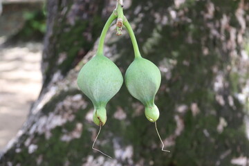 Fruits end&eacute;miques d'un arbre &agrave; Raiatea, Polyn&eacute;sie fran&ccedil;aise