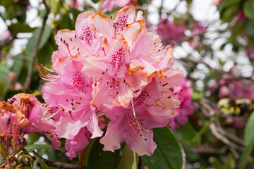 Rhododendron catawbiense in Kings Park, Stirling, Scotland, UK  Strong and broad evergreen shrub...