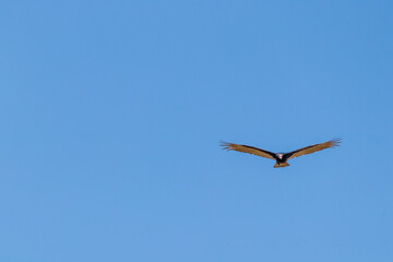 Gavião voando no céu azul.