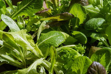 Lettuce Garden