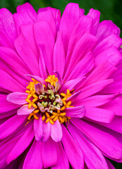 Close-up view of center of zinnia blossom. Yellow fuzzy parts are anthers of pollen flowers; thin yellow strands are stigmas.