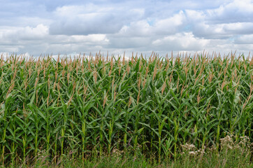 Fototapeta na wymiar Corn Field