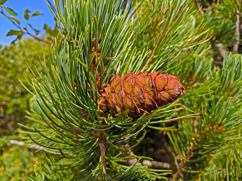 Pine Cone on a Tree atop of Mount Tateyama Japan