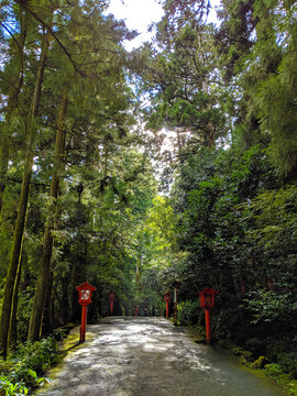 Hakone Forest Path