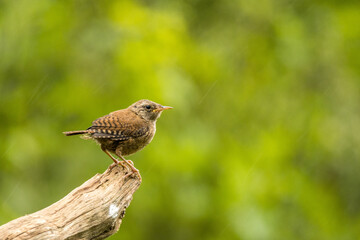 Wren sitting on a branch in the rain.