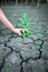 hands with plant sowing on cracked desert soil