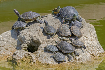 turtles basking and swimming in the sun