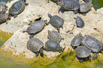 turtles basking and swimming in the sun