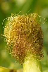 Fresh corn in the garden