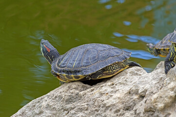 turtles basking and swimming in the sun