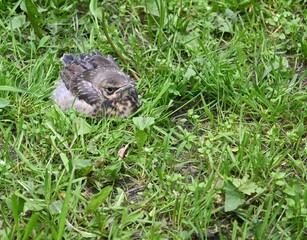 little bird in the grass
