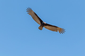Fototapeta na wymiar Gavião voando no céu azul.