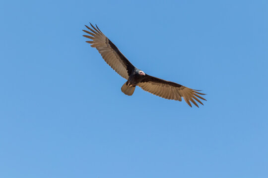 Gavi&atilde;o voando no c&eacute;u azul.