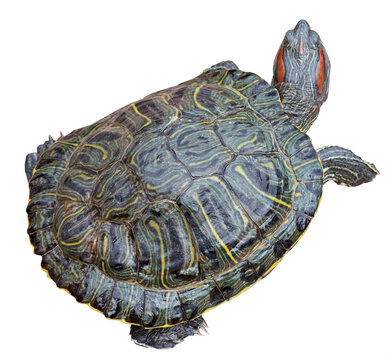 An Image Of Red Eared Turtle