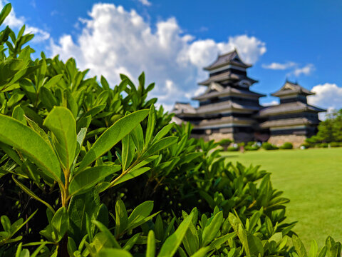Bush with Matsumoto Castle in the Background