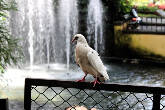 Un ave sobre una baranda 