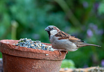 House Sparrow sitting in backyard 