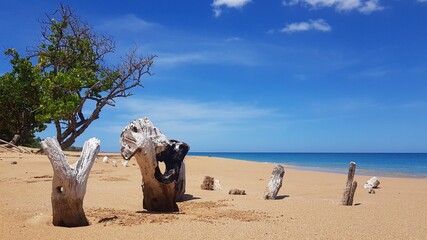 The perfect Caribbean beach with trees, Guadeloupe