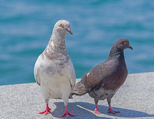 big Beautiful pigeons on a walk