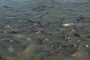 Many catfish swim in the water.