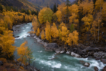 Autumn landscape with a turquoise mountain river running around the bend, with yellow birches on the banks