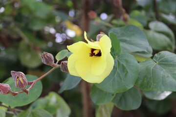 Fleur Purau à Raiatea, Polynésie française 