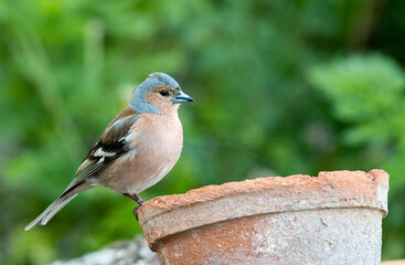 Common Chaffinch sitting on the edge of clay pot
