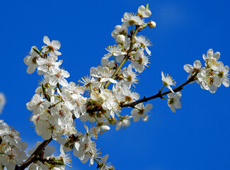 kwiatostany drzew owocowych na osiedlu mieszkaniowym sady antoniukowskie w miescie bialystok na podlasiu w polsce wiosna 2020