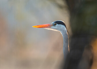 Grey heron portrait