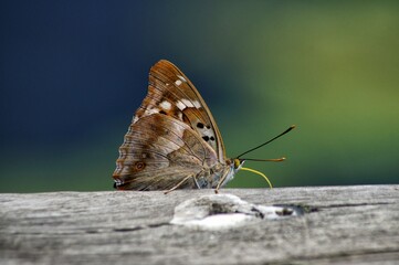 Motyl mieniak tęczowiec