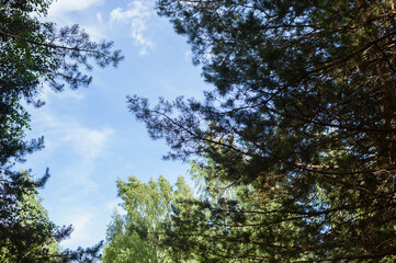 Natural composition, sunny forest, summer landscape. Travels.