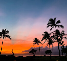Fototapeta na wymiar colorful sunset with palm tree in Maui Island, Hawaii