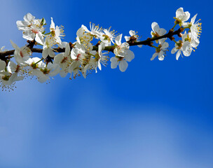 kwiatostany drzew owocowych na osiedlu mieszkaniowym sady antoniukowskie w miescie bialystok na podlasiu w polsce wiosna 2020