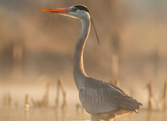Grey heron portrait